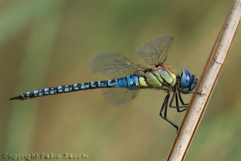Aeshna affinis